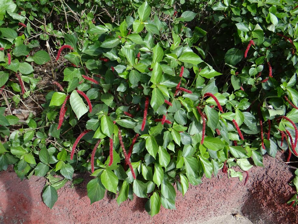Acalypha hispida